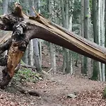 Ferienlandhaus Alpinum Appartamento *